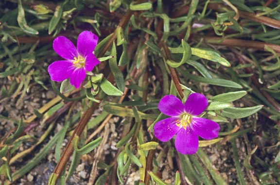 calandrinia menziesii 2 graphic